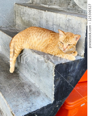 Brown tabby cat relaxing on concrete stairs in the afternoon Brown tabby cat relaxing on concrete stairs in the afternoon 125306527