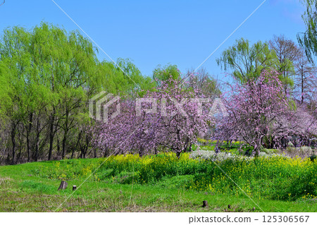 A landscape of cherry blossoms in full bloom and fresh greenery against a blue sky 125306567