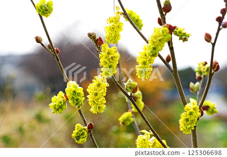 Yellow Dogwood Flowers (Spring, April) Yellow Dogwood Flowers (Spring, April) 125306698