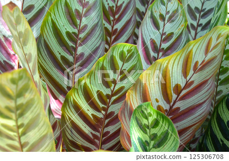 Geppertia makoyana (Calatea makoyana) 125306708