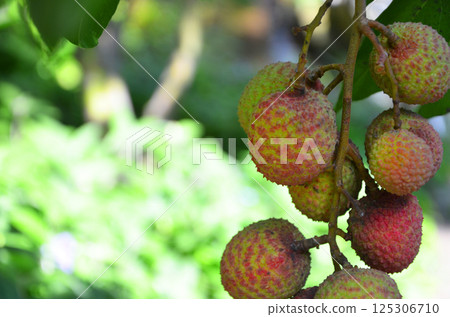 Fruit of litchi Fruit of litchi 125306710