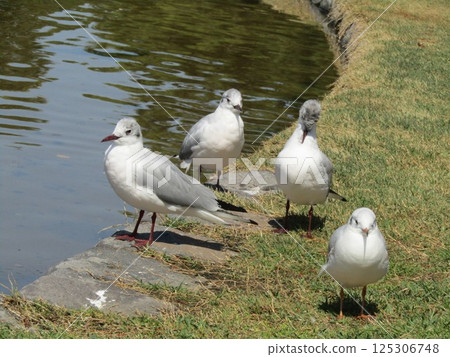 冬季候鳥黑頭鷗來到了稻毛海濱公園的浜池，現在它已經長滿了夏季的皮毛。 125306748