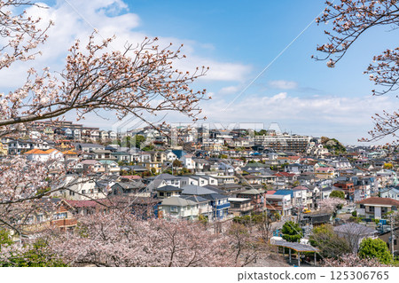 [Kanagawa Prefecture] Residential area with cherry blossoms in full bloom 125306765