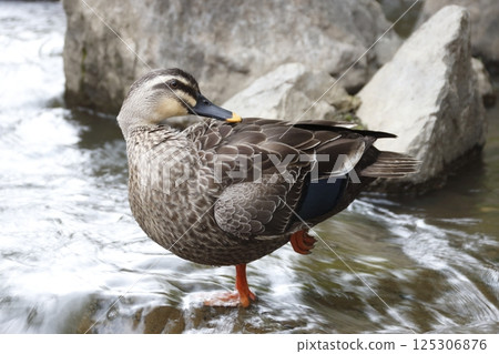 加州(淺鴨) 加州(淺鴨) 125306876