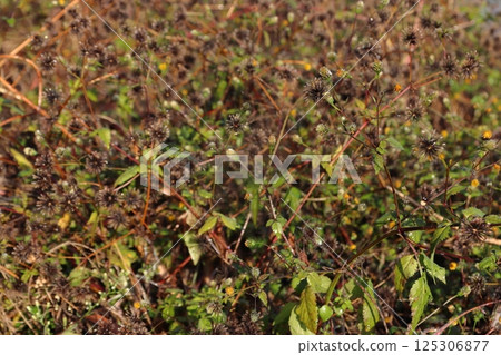 Kosentangusa（埼玉縣：荒川河床） 125306877