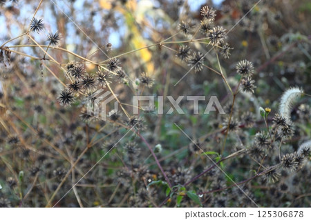 Kosentangusa（埼玉縣：荒川河床） 125306878