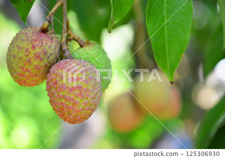 Fruit of litchi Fruit of litchi 125306930