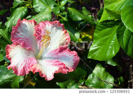 Pink-edged hibiscus on a white background Pink-edged hibiscus on a white background 125306931