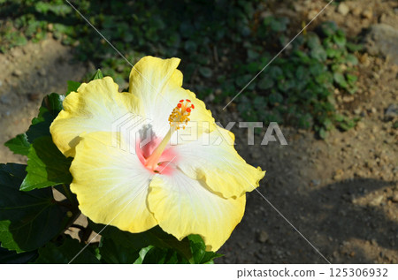 Yellow hibiscus Yellow hibiscus 125306932