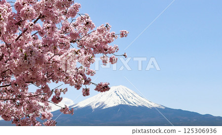 Fuji of cherry blossoms and crown of full bloom 125306936