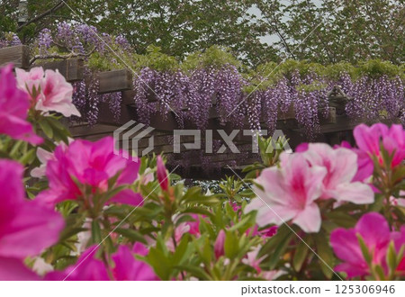 Azalea and wisteria flowers Azalea and wisteria flowers 125306946