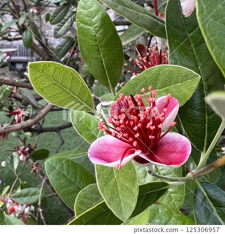 Feijoa flower, flower with long pistil, flower of a tree that produces edible fruit, cute flower Feijoa flower, flower with long pistil, flower of a tree that produces edible fruit, cute flower 125306957