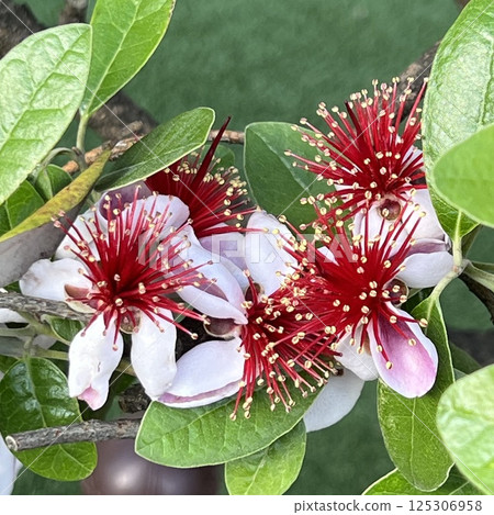 Feijoa flower, flower with long pistil, flower of a tree that produces edible fruit, cute flower Feijoa flower, flower with long pistil, flower of a tree that produces edible fruit, cute flower 125306958