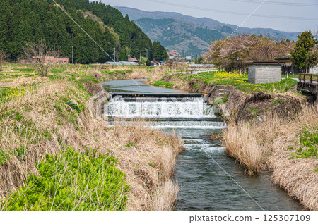 Spring rural scenery in the Kohoku region of Shiga Prefecture, Nagahama City 125307109