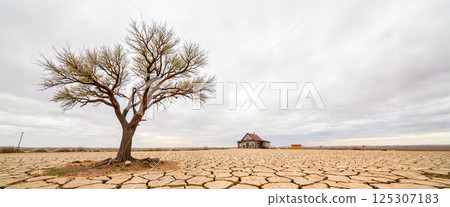 Solitary tree stands on cracked, dry ground under cloudy sky, with a distant house on the horizon; barren landscape conveys isolation and desolation, devoid of greenery or life Solitary tree stands on cracked, dry ground under cloudy sky, with a distant house on the horizon; barren landscape conveys isolation and desolation, devoid of greenery or life 125307183