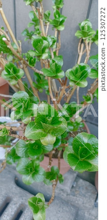 繡球花種植在花盆裡 繡球花種植在花盆裡 125307272