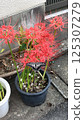Red spider lilies and swallowtail butterfly, swallowtail butterfly, red spider lily 125307279