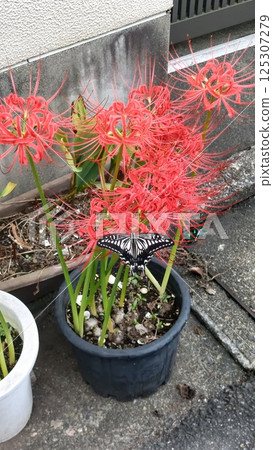 Red spider lilies and swallowtail butterfly, swallowtail butterfly, red spider lily Red spider lilies and swallowtail butterfly, swallowtail butterfly, red spider lily 125307279