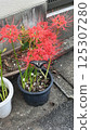 Red cluster flower and swallowtail butterfly 125307280