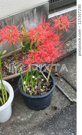 Red cluster flower and swallowtail butterfly Red cluster flower and swallowtail butterfly 125307280