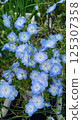 Spring blue flower nemophila 125307358
