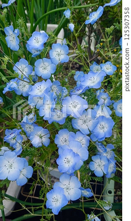 Spring blue flower nemophila Spring blue flower nemophila 125307358
