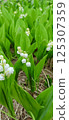 White lily of the valley 125307359