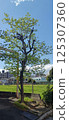 Park on a sunny day 125307360