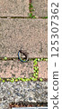 Abandoned lizard on the stairs 125307362