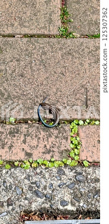 Abandoned lizard on the stairs Abandoned lizard on the stairs 125307362