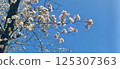 Sakura that shines in the blue sky 125307363