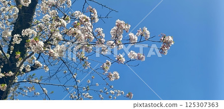 Sakura that shines in the blue sky Sakura that shines in the blue sky 125307363