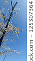 Sakura that shines in the blue sky 125307364