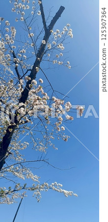 Sakura that shines in the blue sky Sakura that shines in the blue sky 125307364