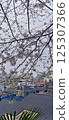 Scenery with cherry blossoms 125307366