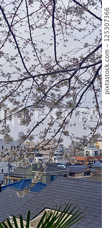 Scenery with cherry blossoms Scenery with cherry blossoms 125307366