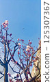 Plum blossoms in the blue sky 125307367