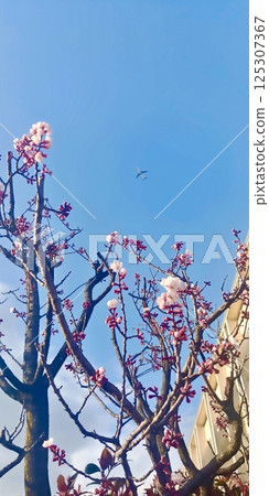 Plum blossoms in the blue sky Plum blossoms in the blue sky 125307367
