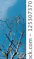 Branches extending into the blue sky 125307370