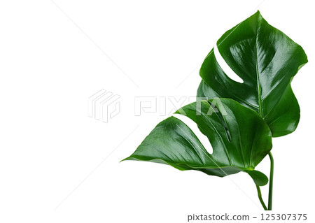 Fresh monstera leaves bring tropical vibes and summer fun, isolated on white background 125307375