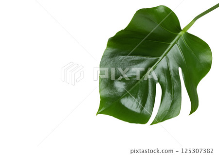 Lush green leaves evoke feelings of summer and vacation travel, isolated on white background 125307382