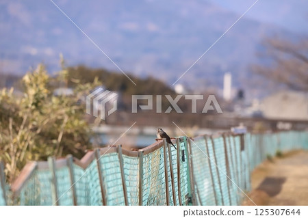 棲息在柵欄上的白頭翁 125307644