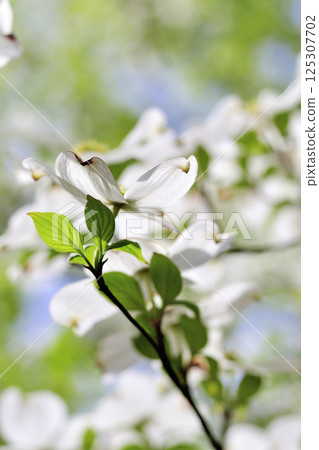 Early summer dogwood, blue sky and fresh greenery Early summer dogwood, blue sky and fresh greenery 125307702