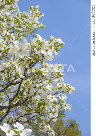 Early summer dogwood, blue sky and fresh greenery Early summer dogwood, blue sky and fresh greenery 125307703