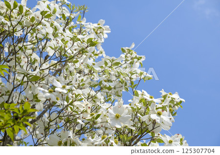 Early summer dogwood, blue sky and fresh greenery 125307704