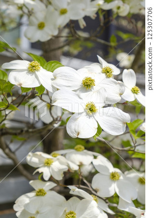 Early summer dogwood, blue sky and fresh greenery 125307706