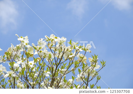 Early summer dogwood, blue sky and fresh greenery Early summer dogwood, blue sky and fresh greenery 125307708