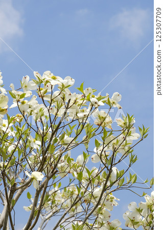 Early summer dogwood, blue sky and fresh greenery Early summer dogwood, blue sky and fresh greenery 125307709