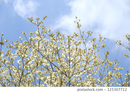 Early summer dogwood, blue sky and fresh greenery 125307712