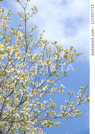 Early summer dogwood, blue sky and fresh greenery 125307713
